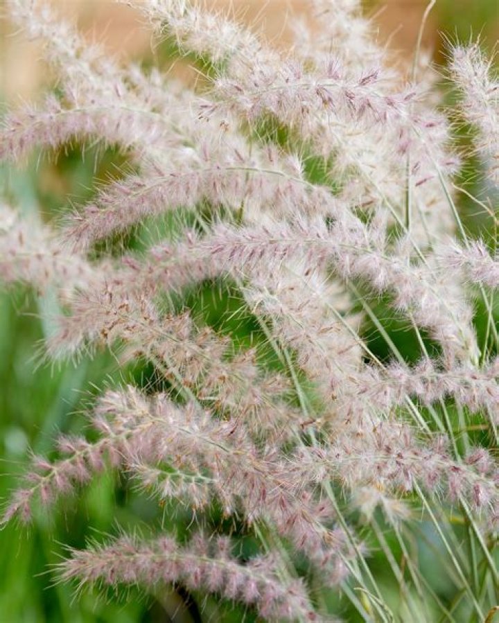 Are Pennisetum Hardy in UK