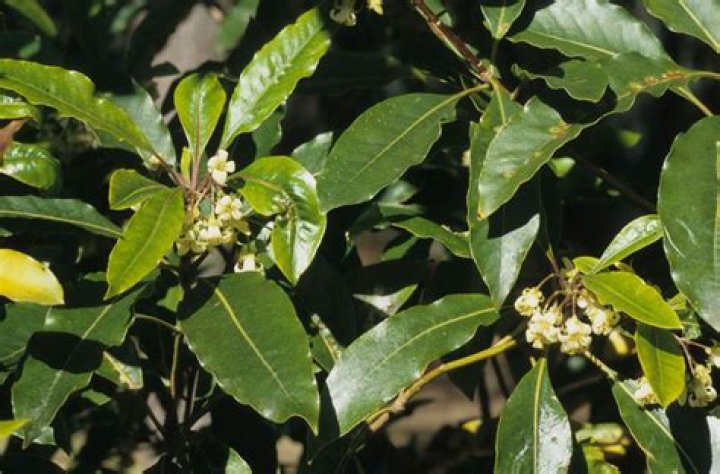 Are Pittosporums poisonous