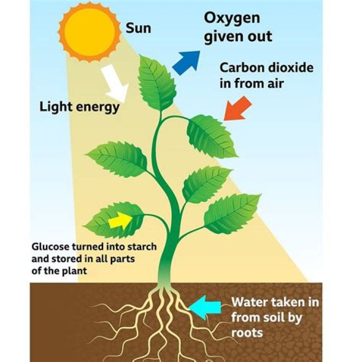 Are plants made from carbon