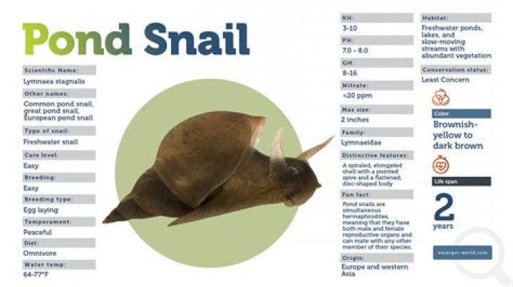 Are pond snails beneficial