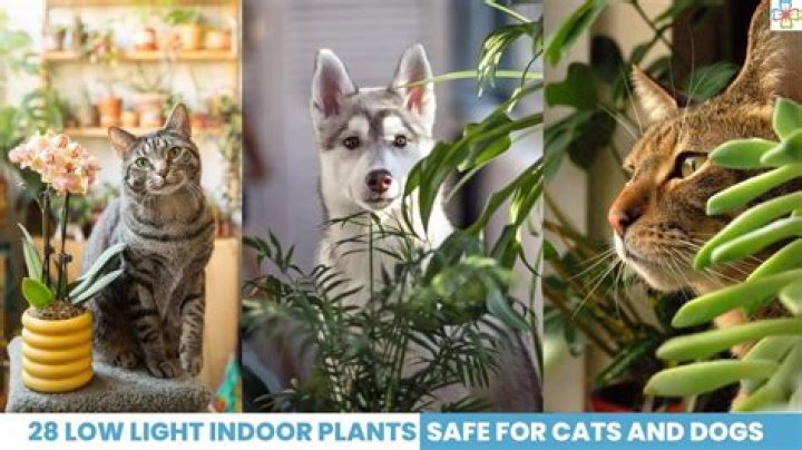 Are prayer plants safe for dogs