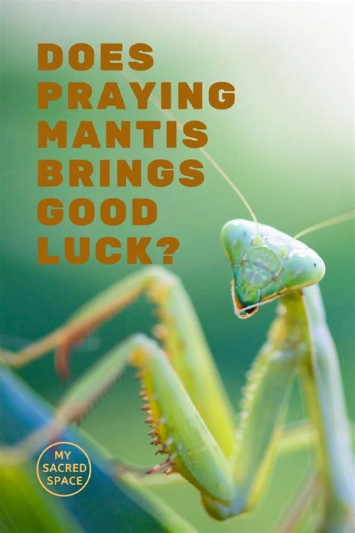 Are Praying Mantis bad luck