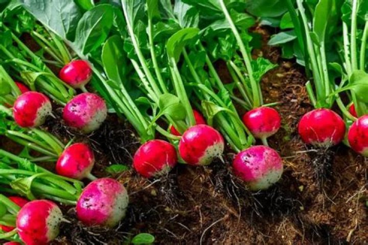 Are radishes shade tolerant