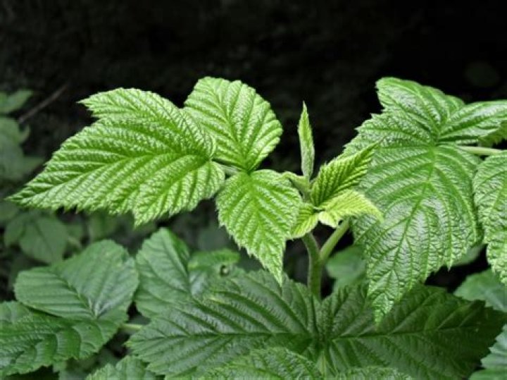 Are raspberry leaves edible