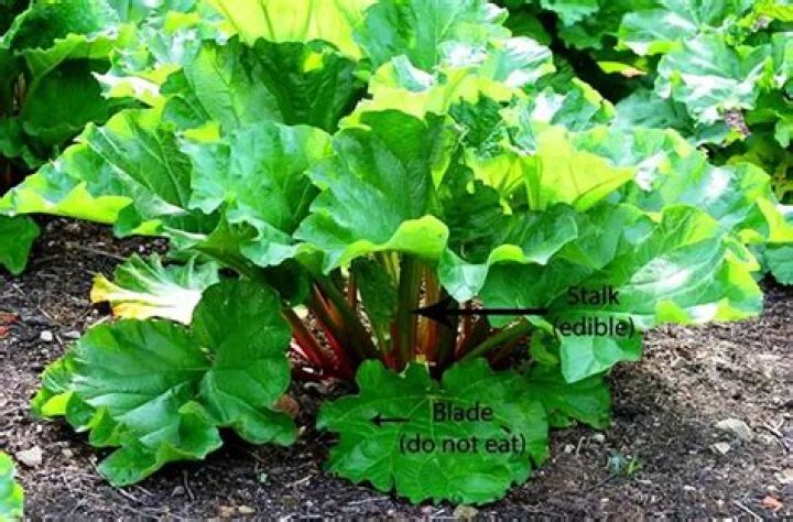 Are rhubarb seeds poisonous