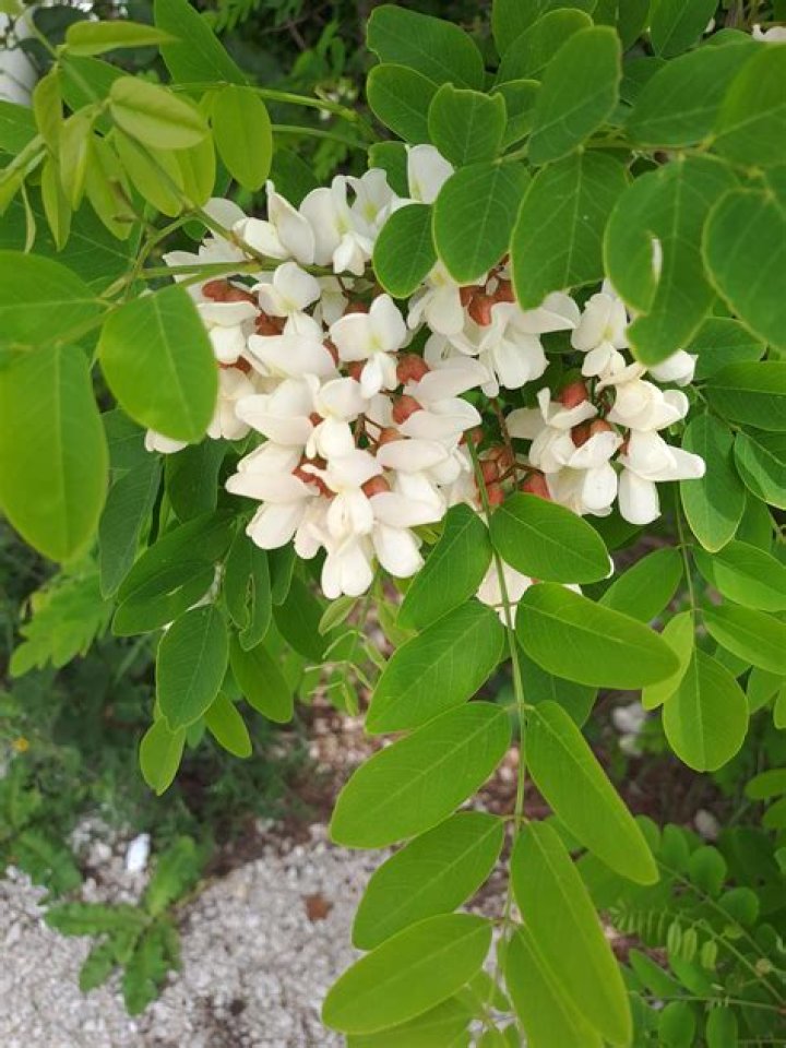 Are Robinia trees poisonous