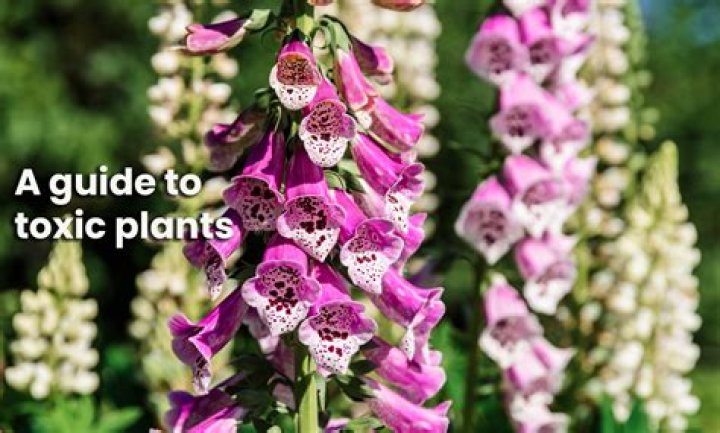 Are rosemary flowers toxic