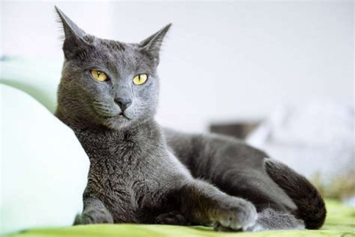 Are Russian blue cats quiet