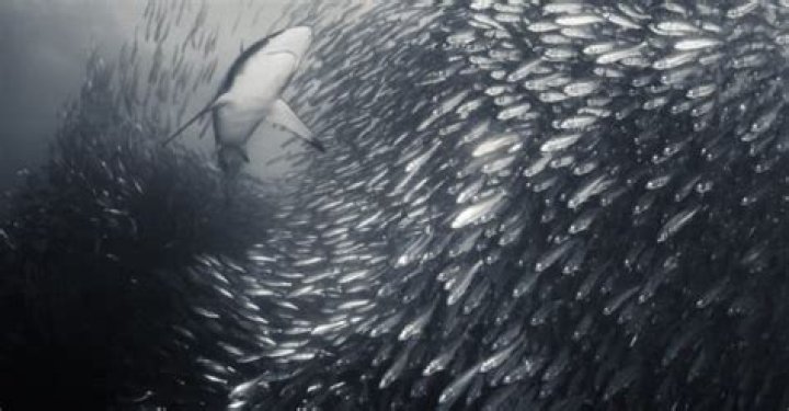 Are sardines overfished