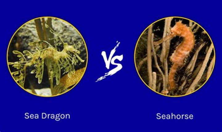 Are seahorses and sea dragons the same