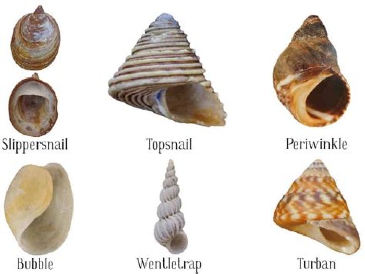 Are seashells invertebrates