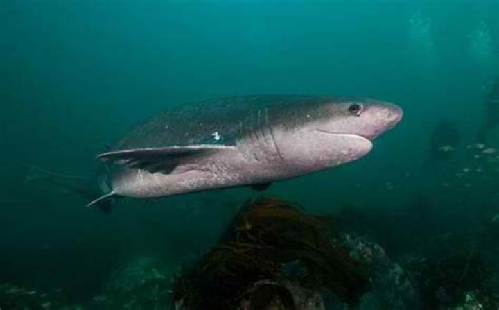 Are Sevengill Sharks edible