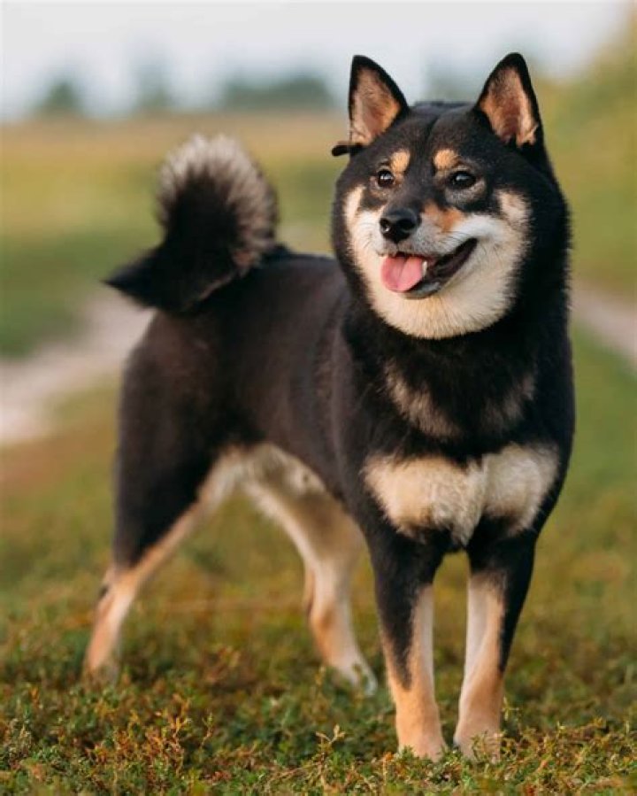 Are Shiba Inus long haired