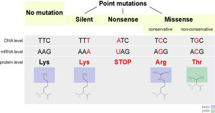 Are silent mutations a type of point mutation