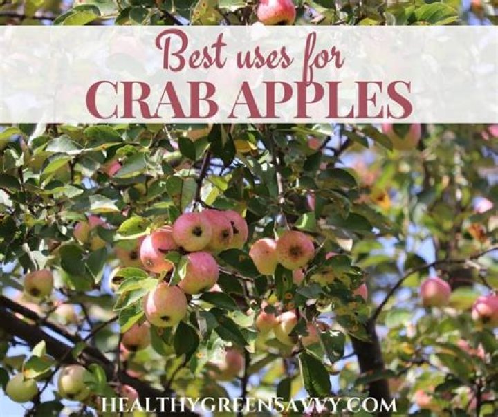 Are small crab apples edible