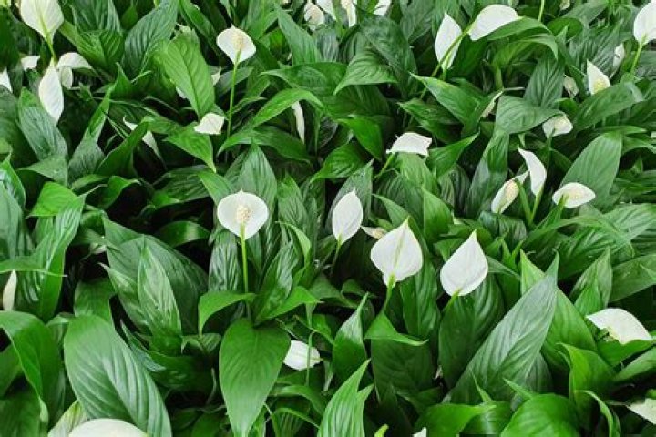 Are Spathiphyllum plants poisonous to dogs