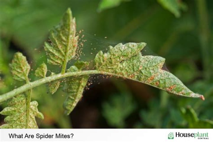 Are spider mites everywhere
