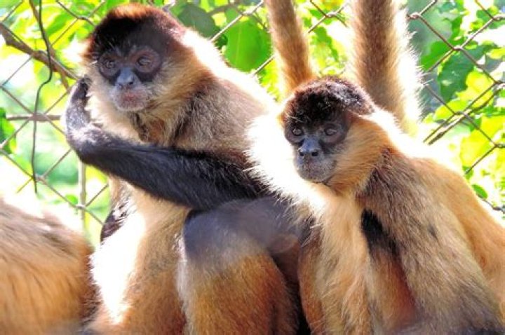Are spider monkeys friendly