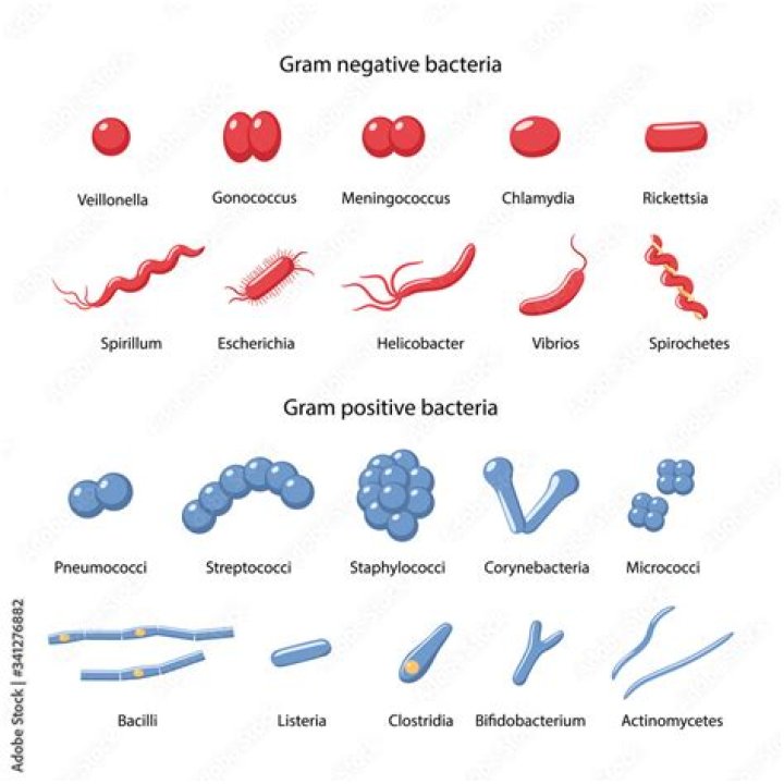 Are spirochetes Gram positive or negative