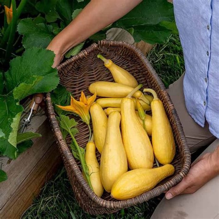 Are squash seeds poisonous