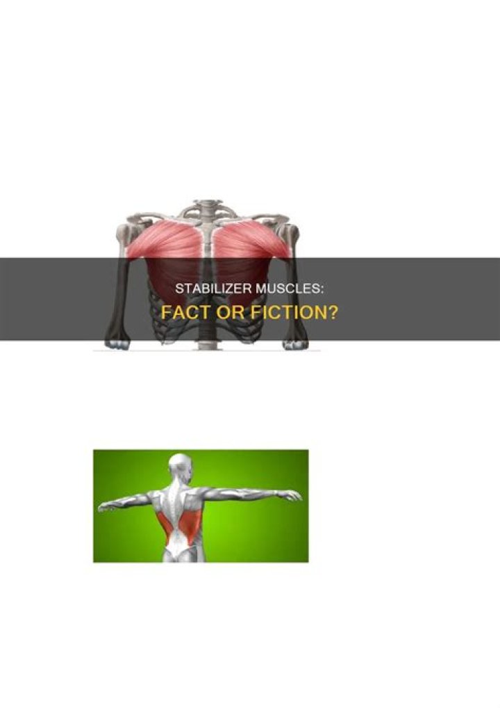 Are stabilizer muscles real