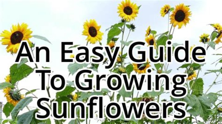 Are sunflowers easy to grow