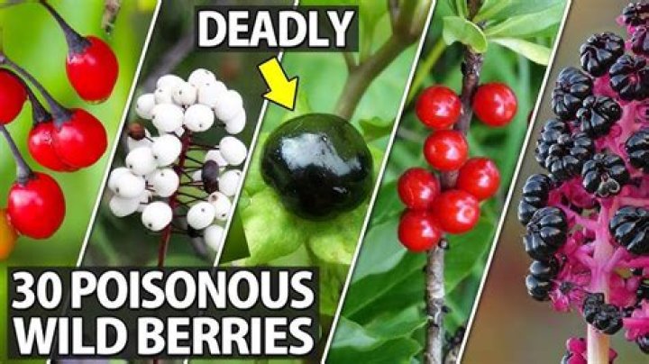 Are sweet amber berries poisonous