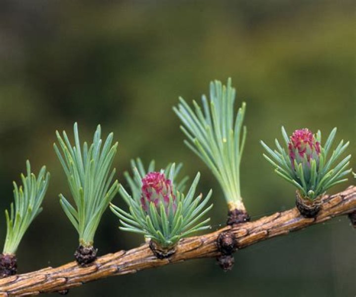 Are tamarack trees conifers