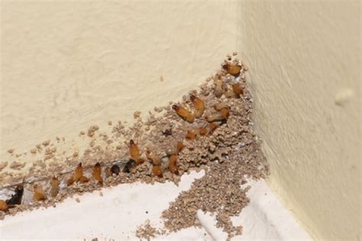 Are termites harmful to eat