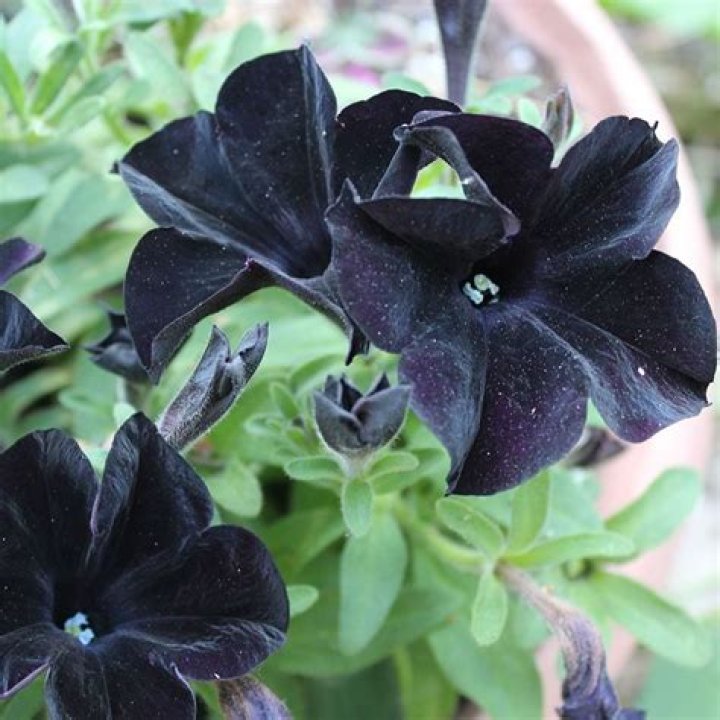 Are there any black plants