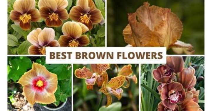 Are there any brown flowers