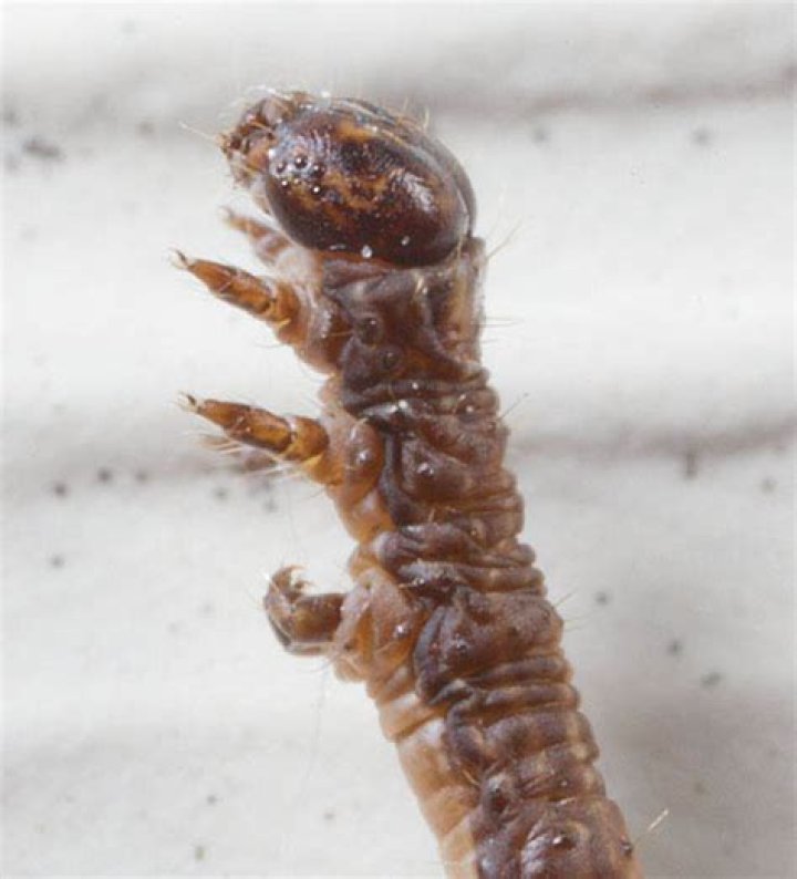 Are there Brown inch worms