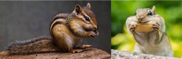 Are there chipmunks in Utah