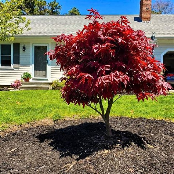 Are there dwarf maple trees