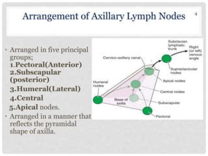Are there lymph nodes in pectoral