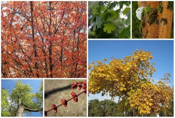 Are there maple trees in Illinois