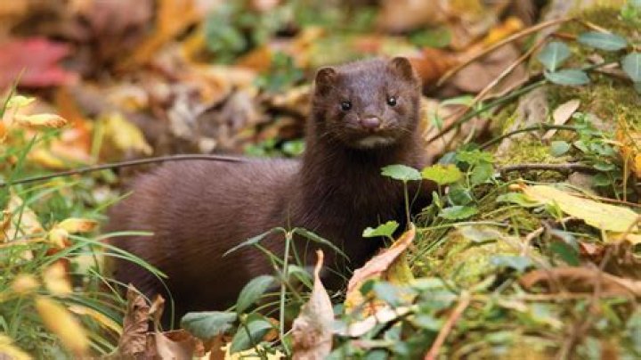 Are there minks in Georgia