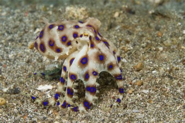 Are there octopus in the Bahamas