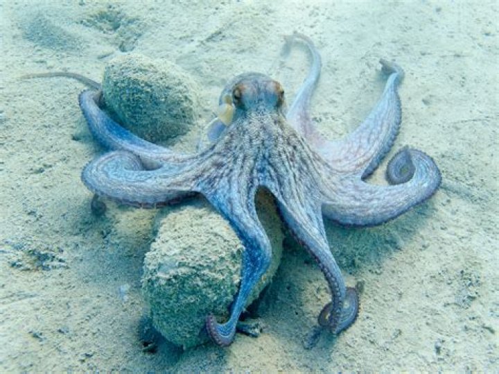 Are there octopus in the Caribbean