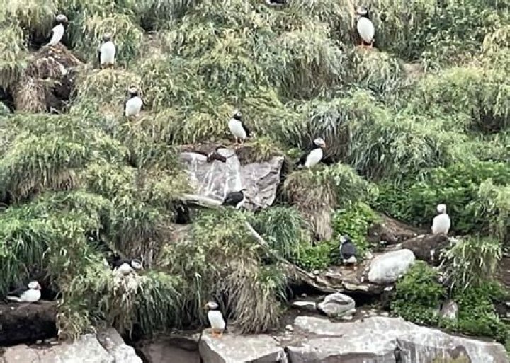 Are there puffins in Newfoundland