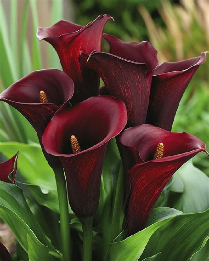 Are there red calla lilies