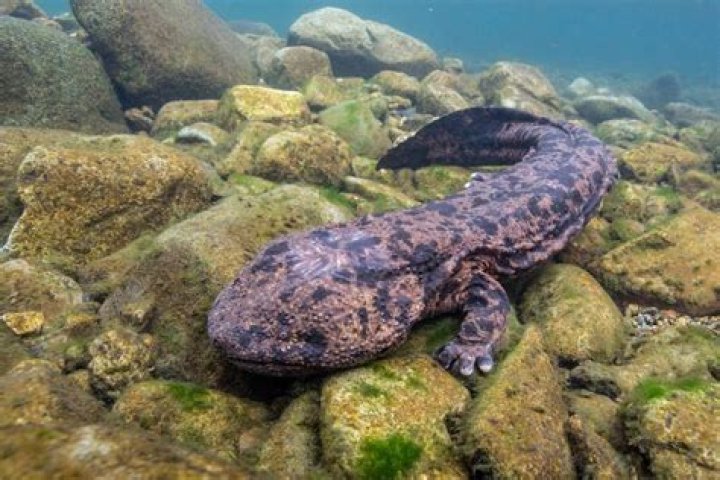 Are there salamanders in Indiana