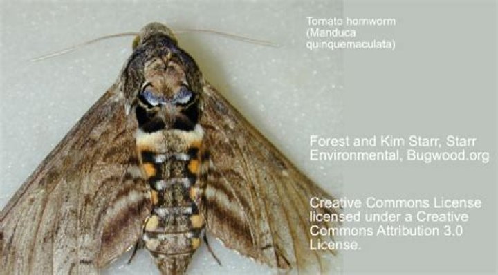 Are tomato hornworms toxic