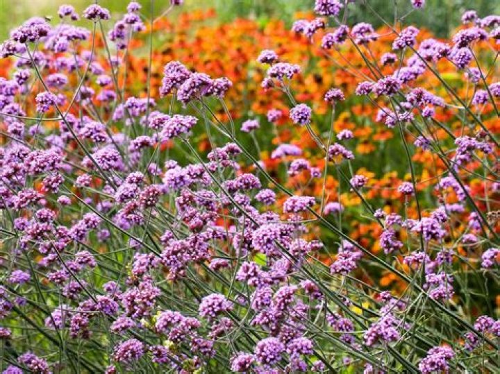 Are Verbena flowers edible