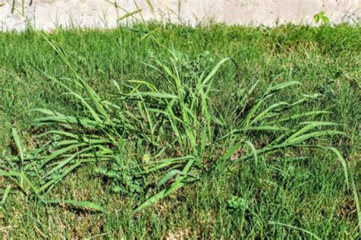 Are weeds bad for your lawn