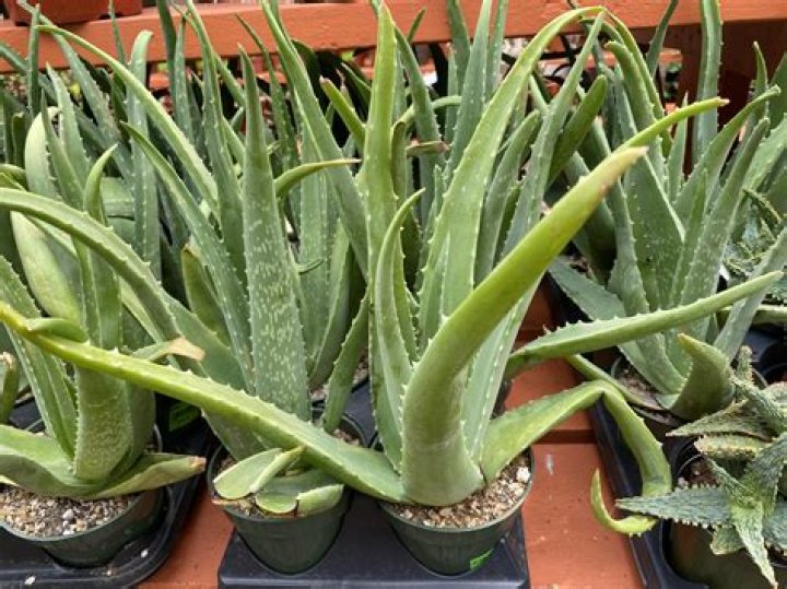 Are white Aloe plants real