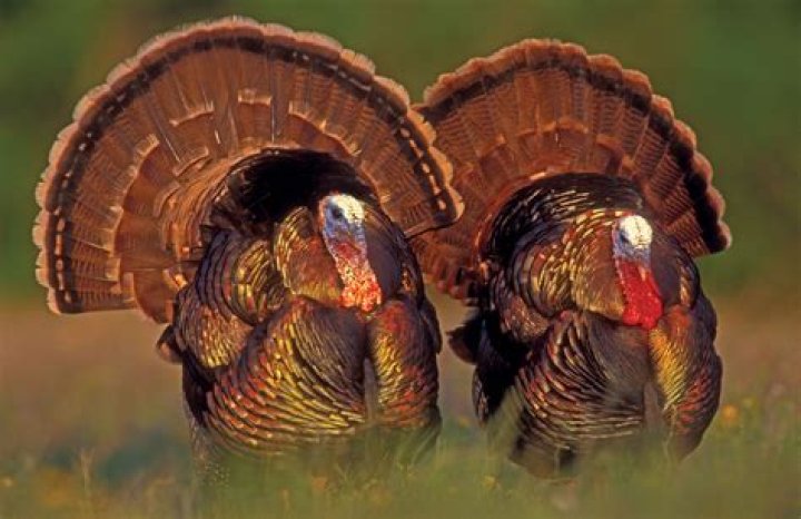 Are wild turkeys cannibals