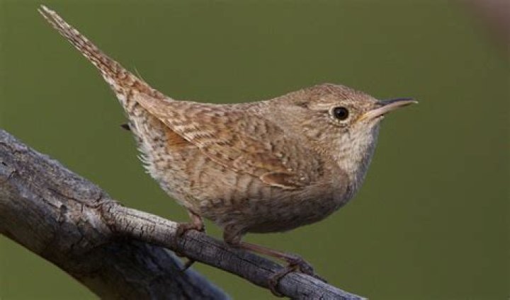 Are Wrens common in Florida