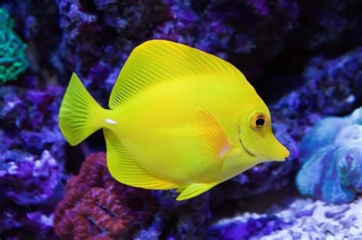 Are yellow tangs aggressive