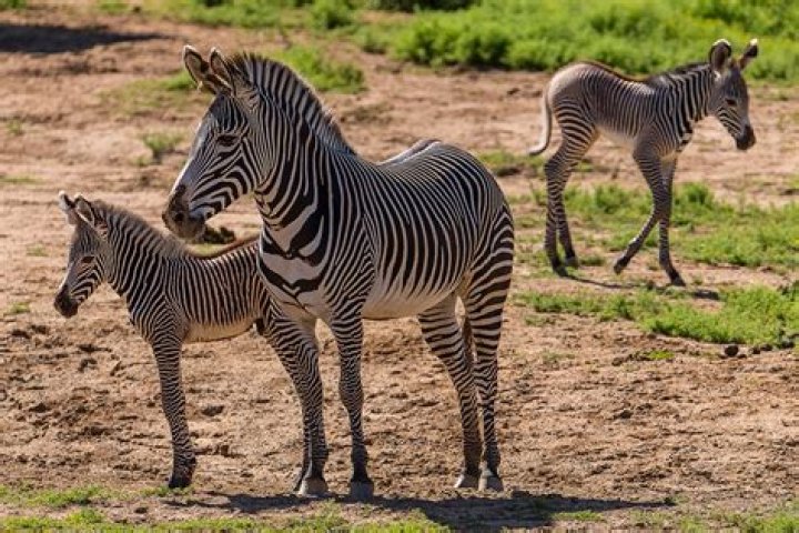 Are zebras endangered 2020